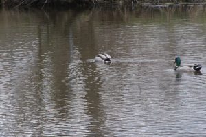 IMG_2099